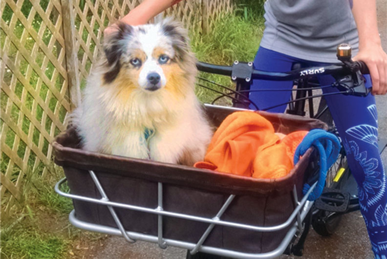 bike basket for 30 lb dog